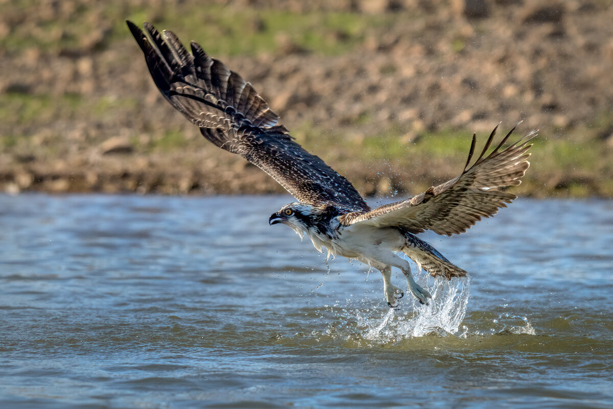 Osprey-05733-Edit.jpg