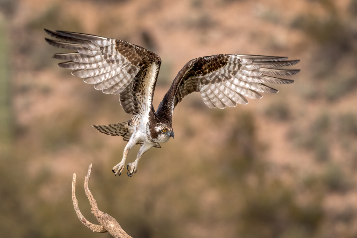 osprey-07954-Edit.jpg