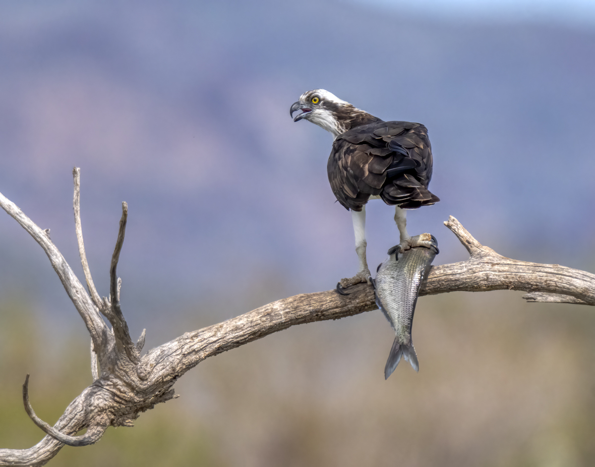 Osprey-09873-Edit.jpg