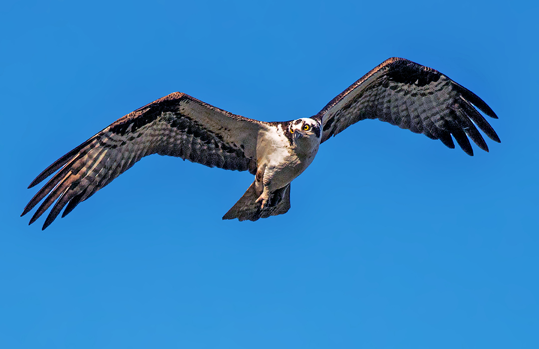 Osprey (1 of 1).jpg
