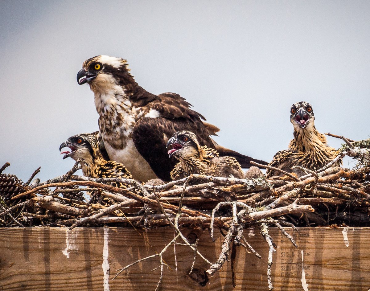 Osprey Family 11x14.jpg