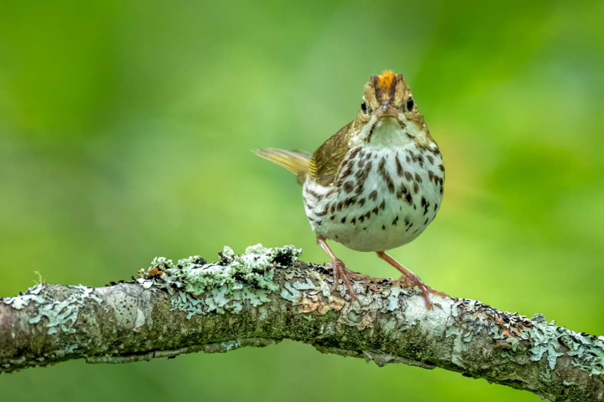 Ovenbird-03164-Edit.png