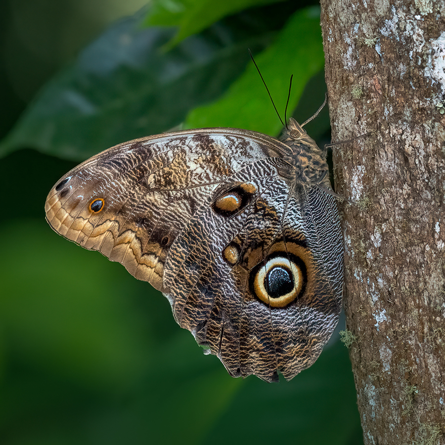 Owl-butterfly-.jpg
