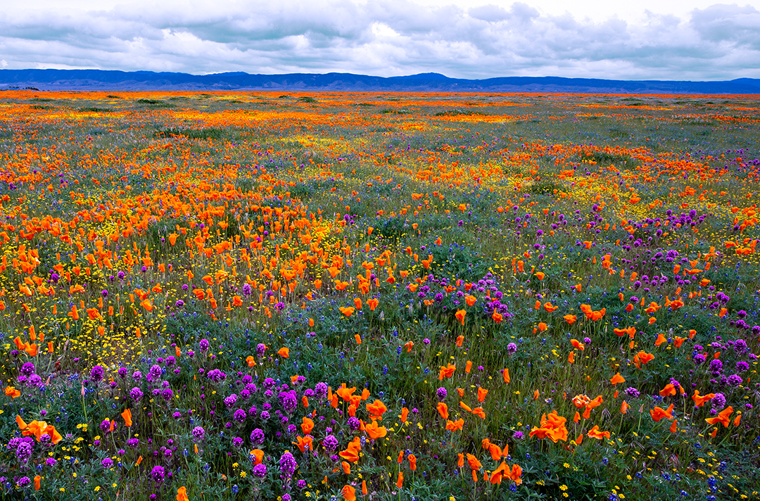 Owl Clover, Goldfields, Poppies, Filaree, and Pygmy Lupnes, Antelope Valley, CA.jpg
