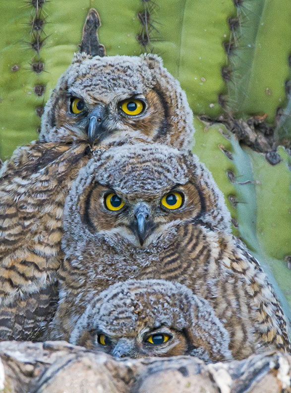 Owl trio (1 of 1).jpg