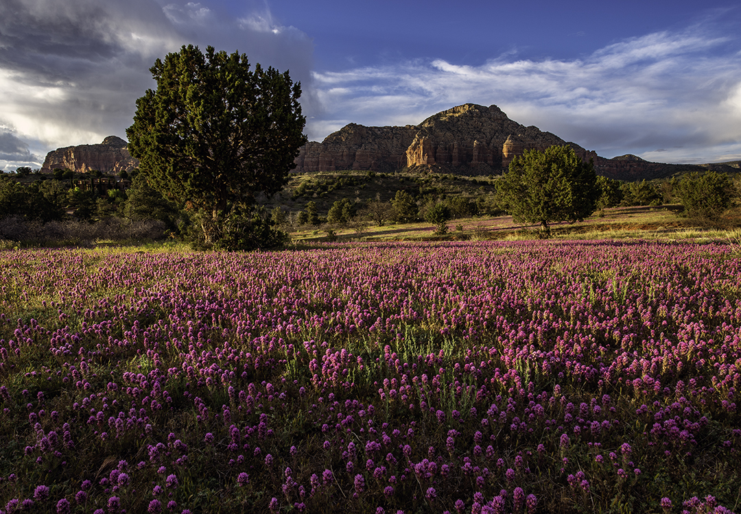 Owl's Clover and Mount Lee in the distance..jpg