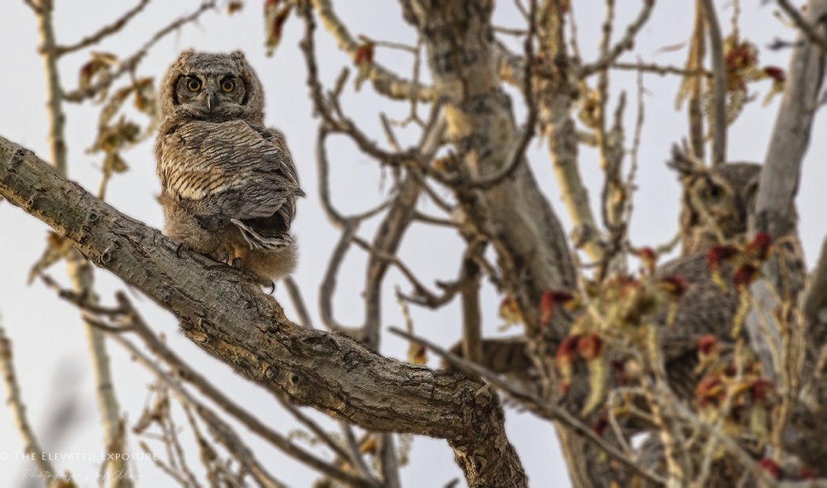 Spring Owls + Edit Focal World