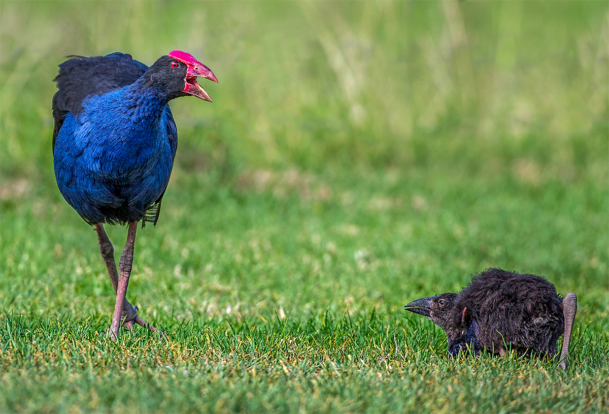 Pūkeko (purple swamp hen).jpg