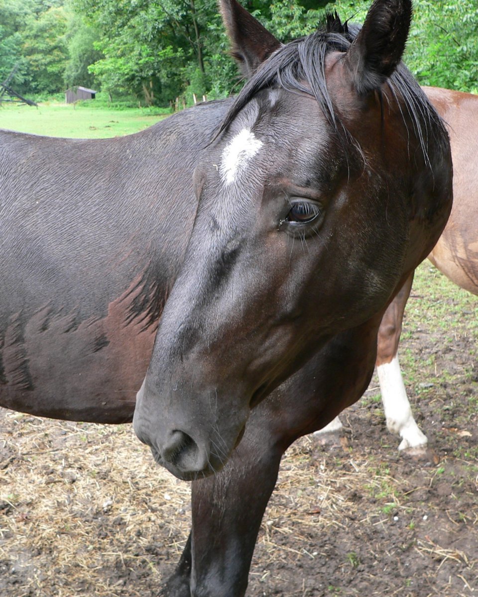 P1080493_crop.JPG