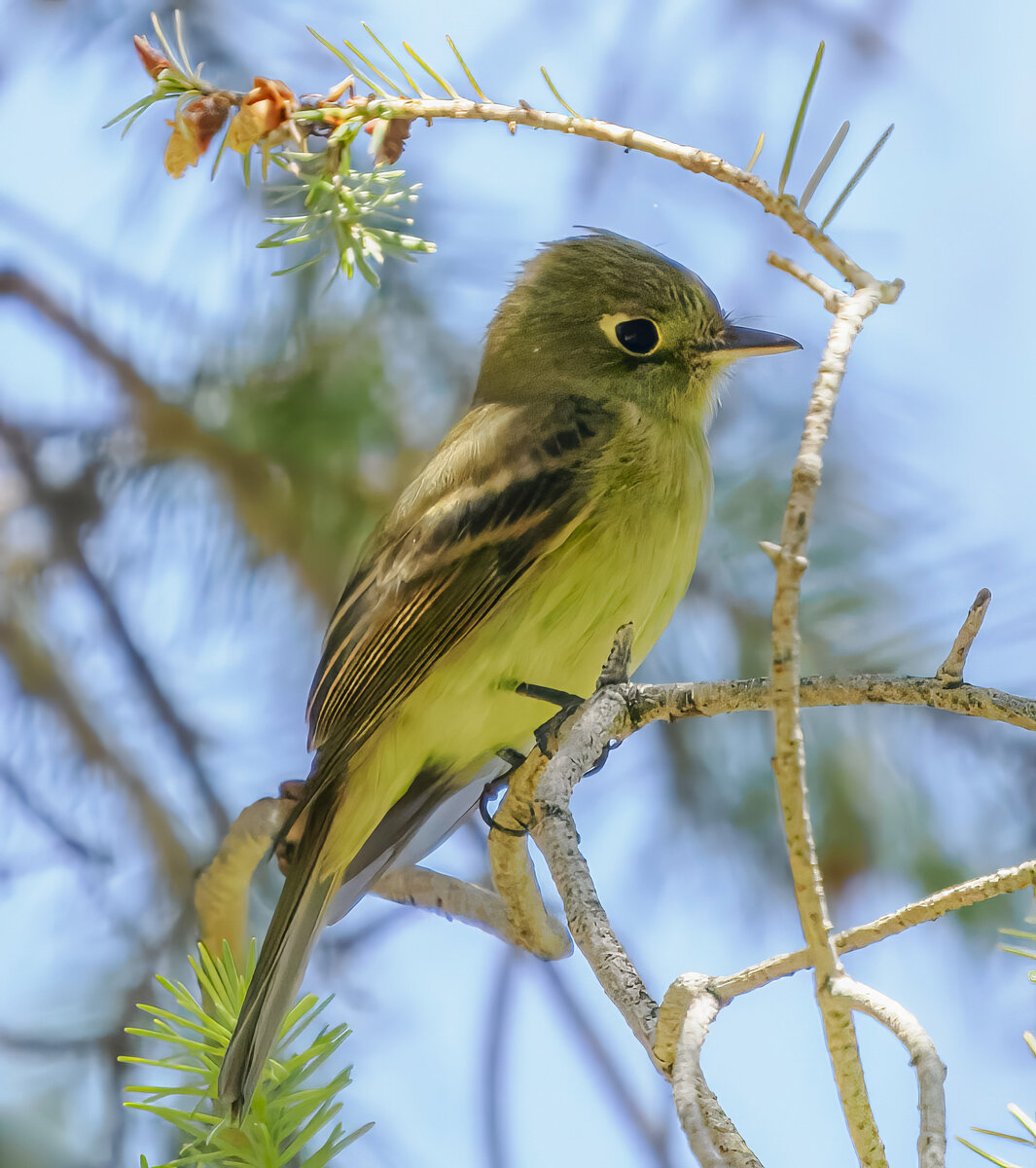 Flycatchers from SE Arizona | Focal World