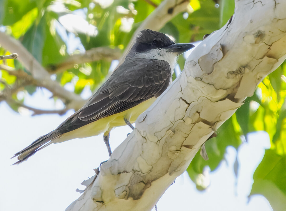Flycatchers from SE Arizona | Focal World
