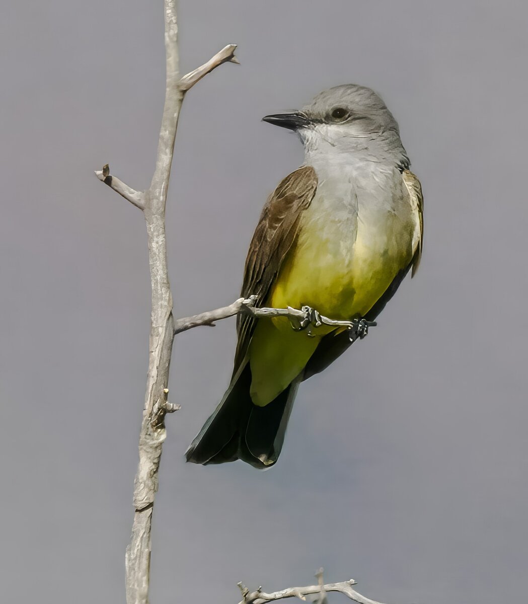 Flycatchers from SE Arizona | Focal World