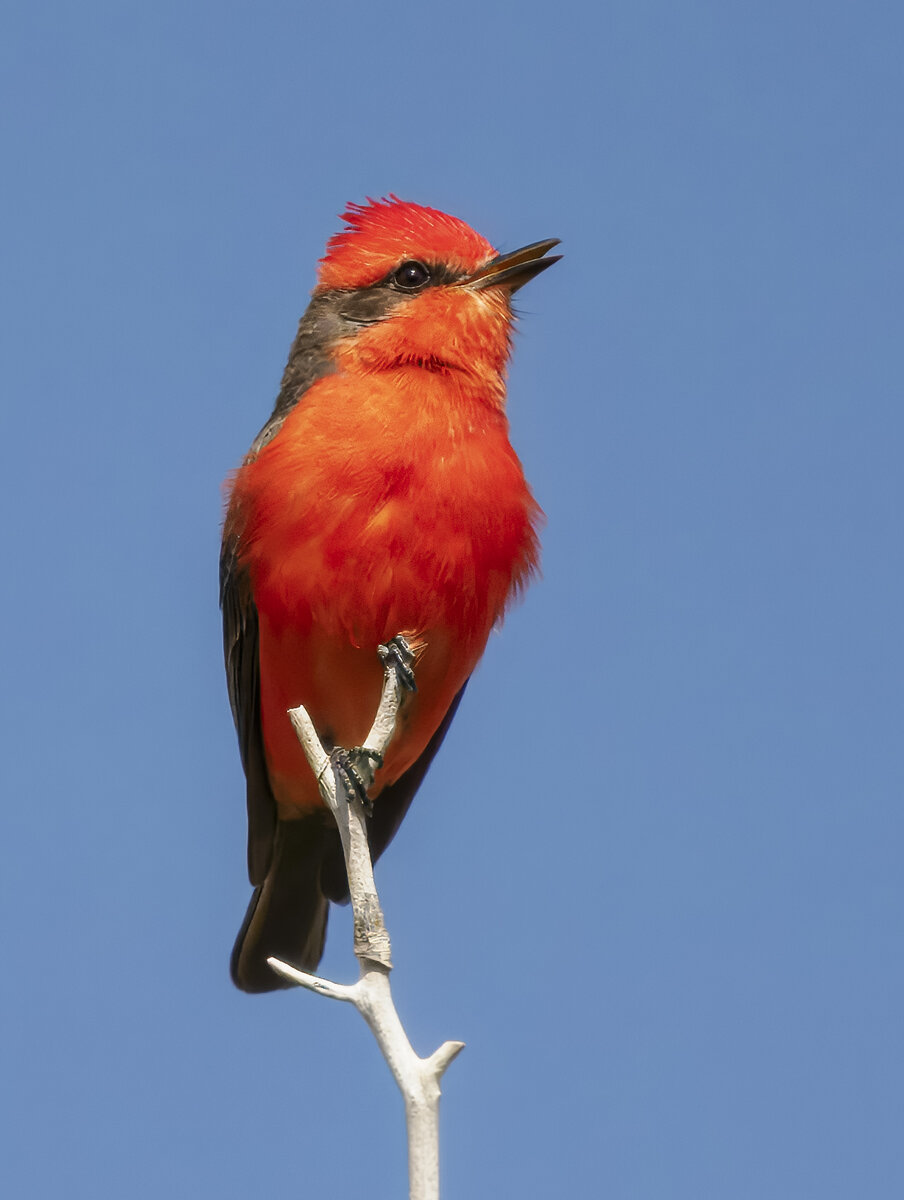 Flycatchers from SE Arizona | Focal World