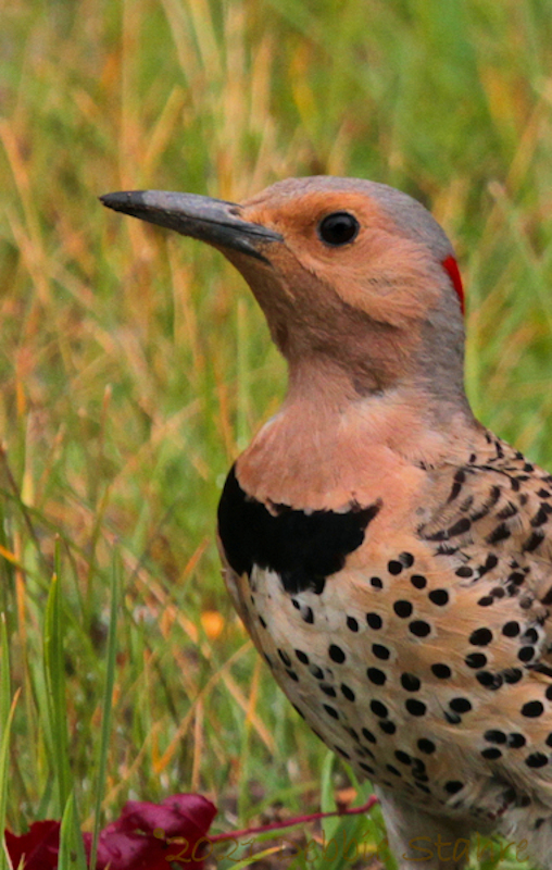 P6602Flicker.jpg