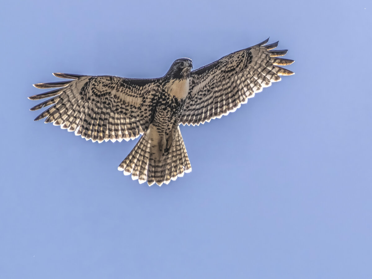 P8021801-Edit.jpg