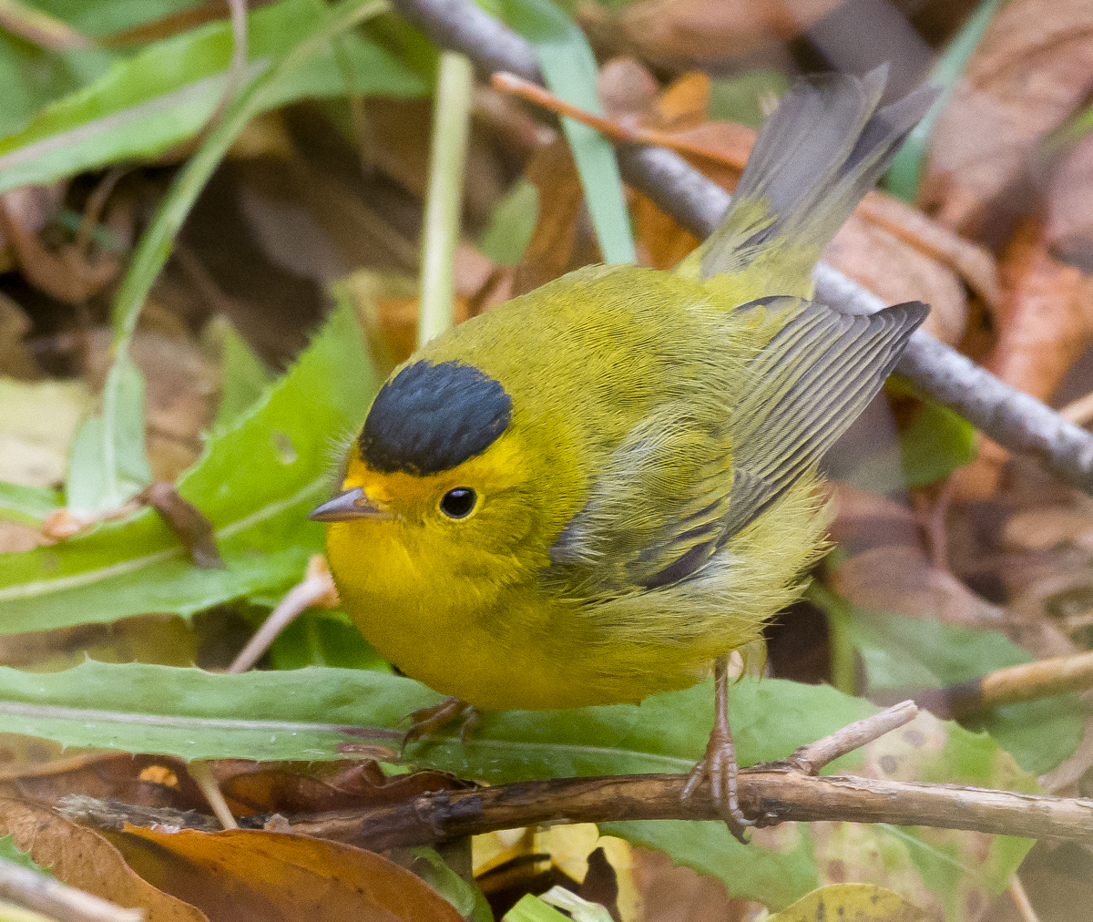 PA101205.jpg