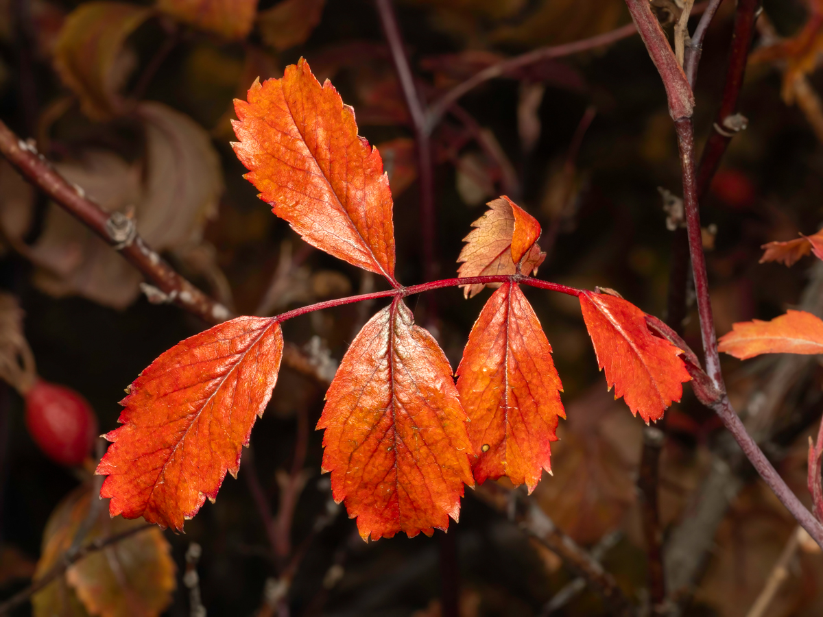 Prairie colours | Focal World