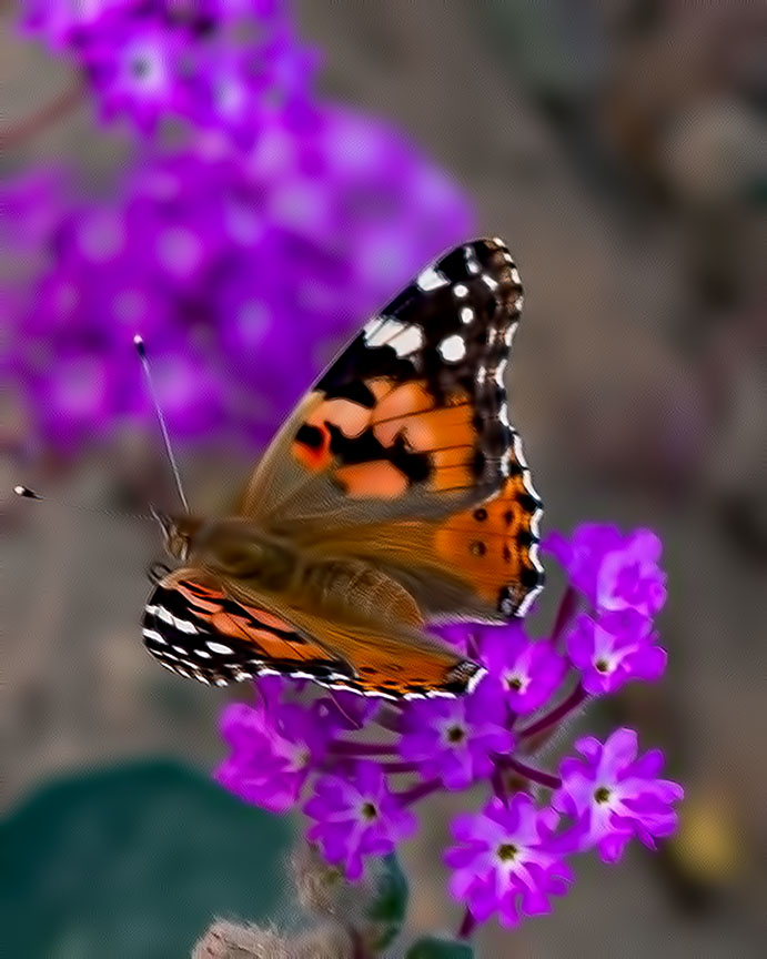 Painated Lady Bujttrerfly II.jpg