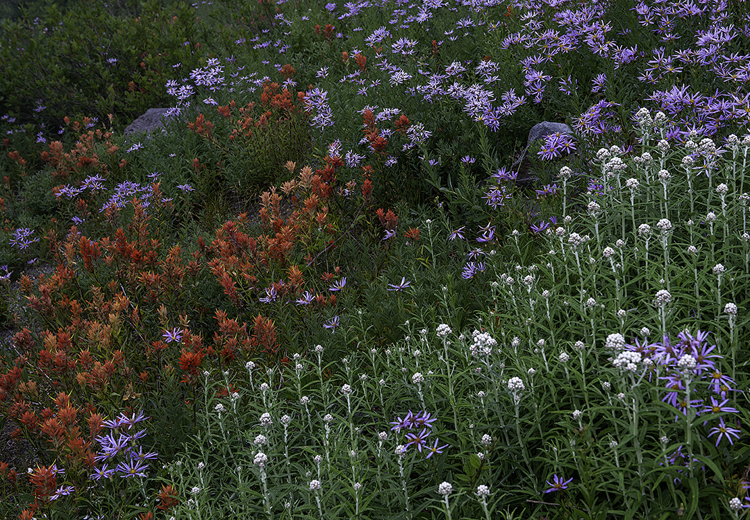 Paintbrush, Asters, and Pussy Toes, Mout Rainier National Park, WA.jpg