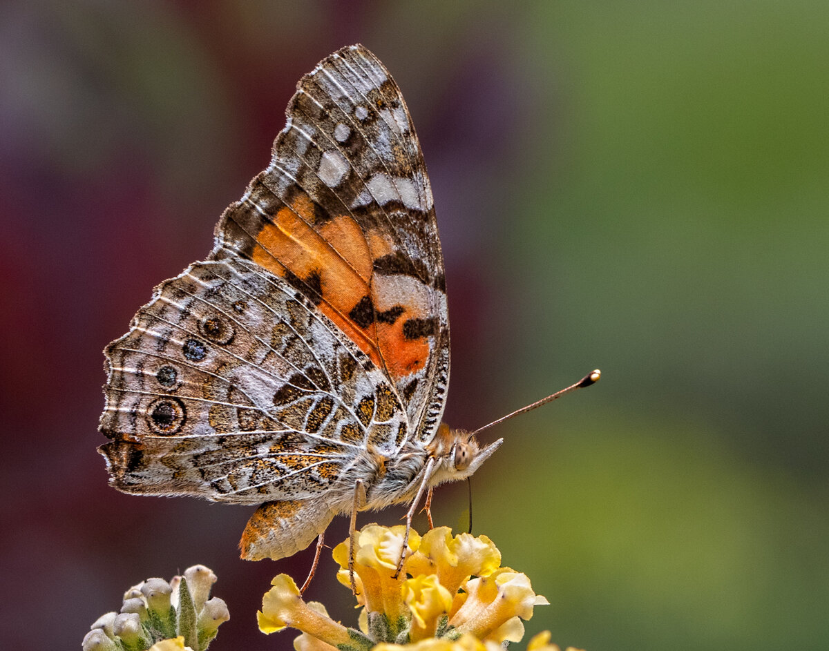 Painted lady--472-2-Edit.jpg