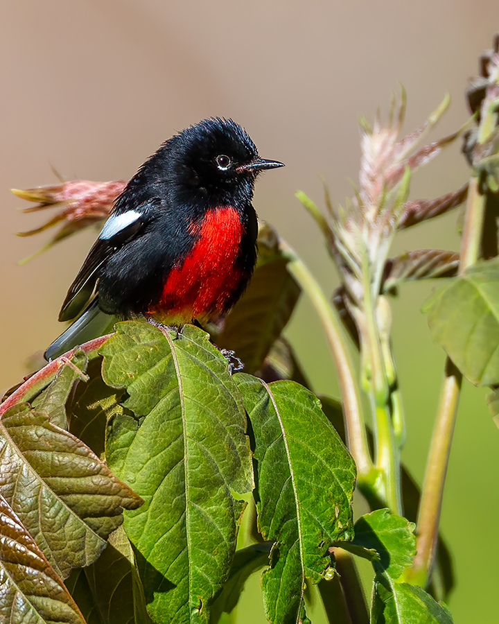 Painted redstart.jpg