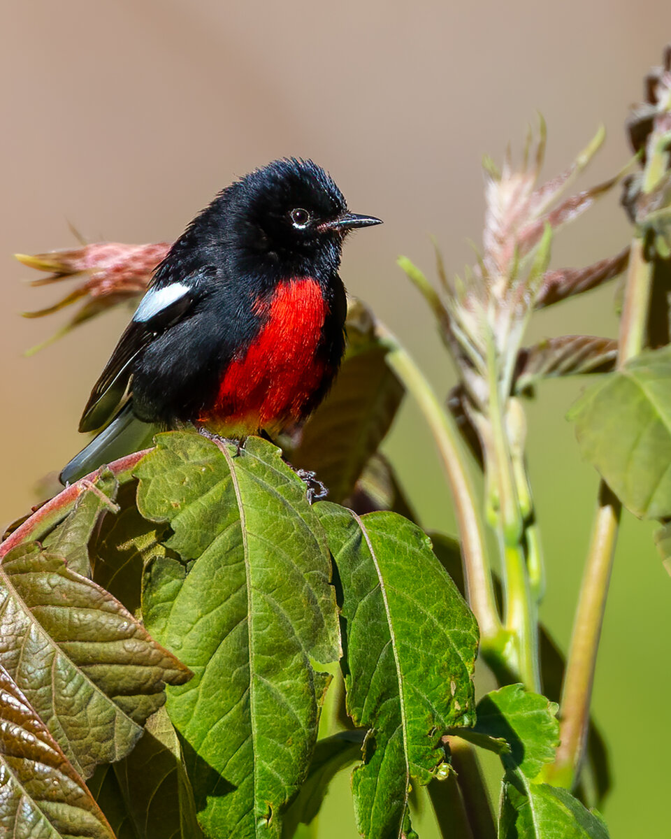  painted redstart_-Edit.jpg