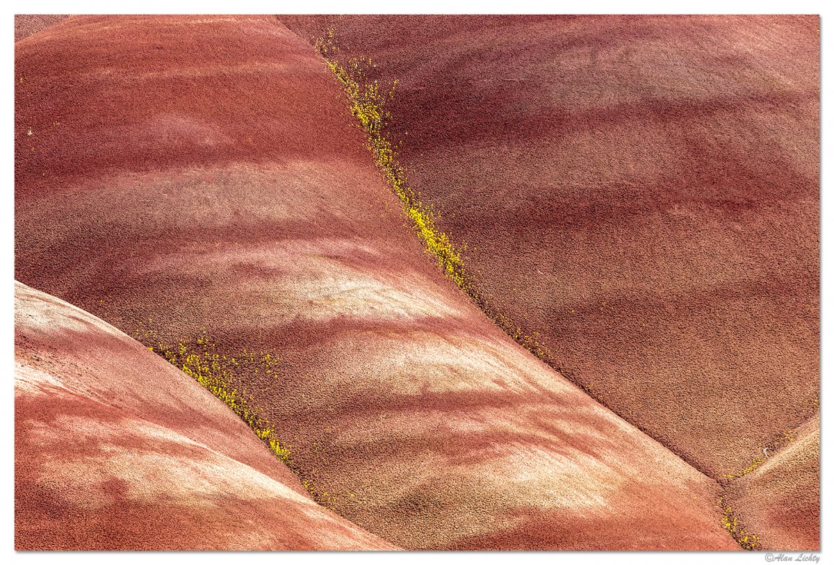 PaintedHillsFlowers.jpg