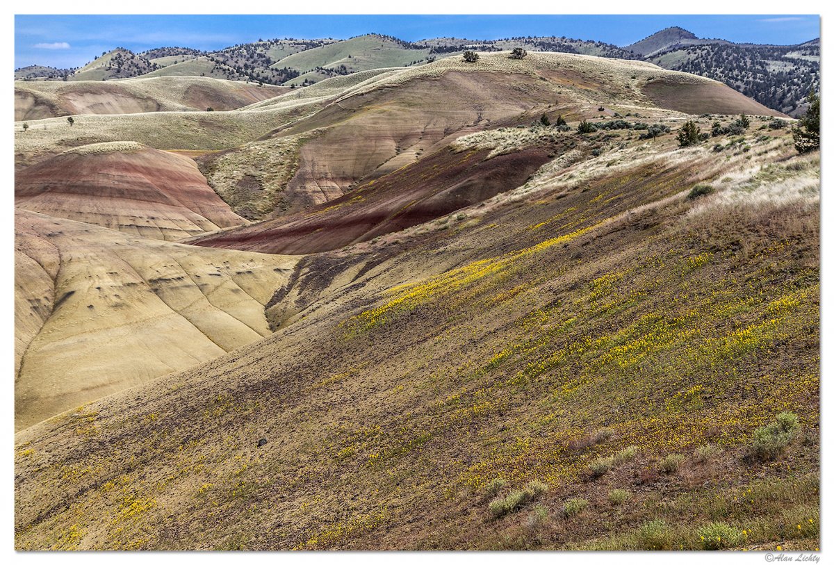 PaintedHillsFlowers2.jpg