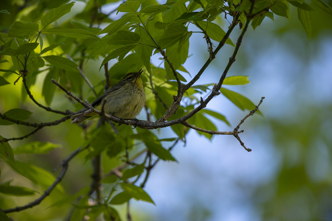 Palm Warbler original.jpg