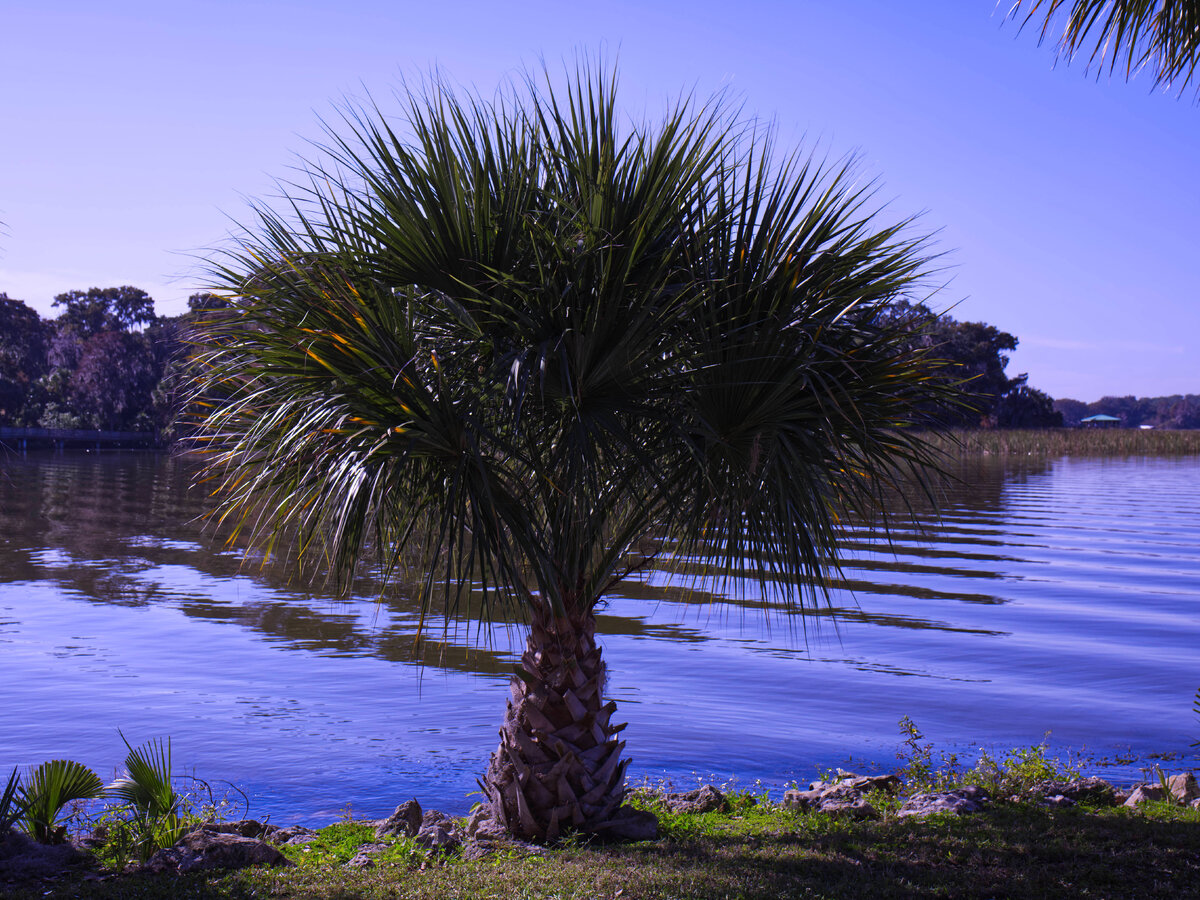 PalmTree.jpg