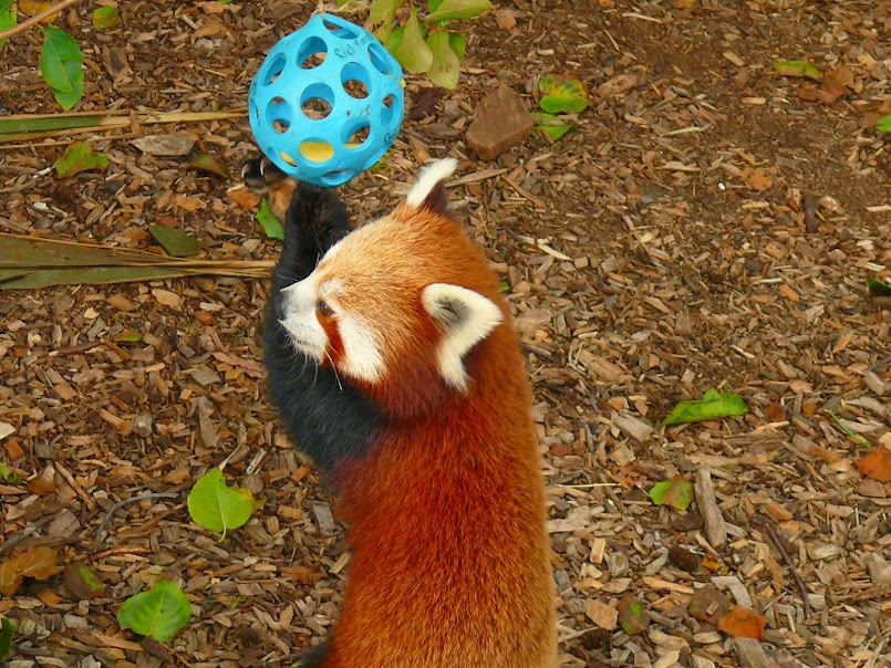 panda play.JPG