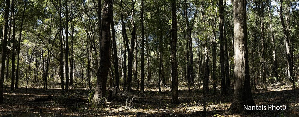 Pano_forestS.jpg