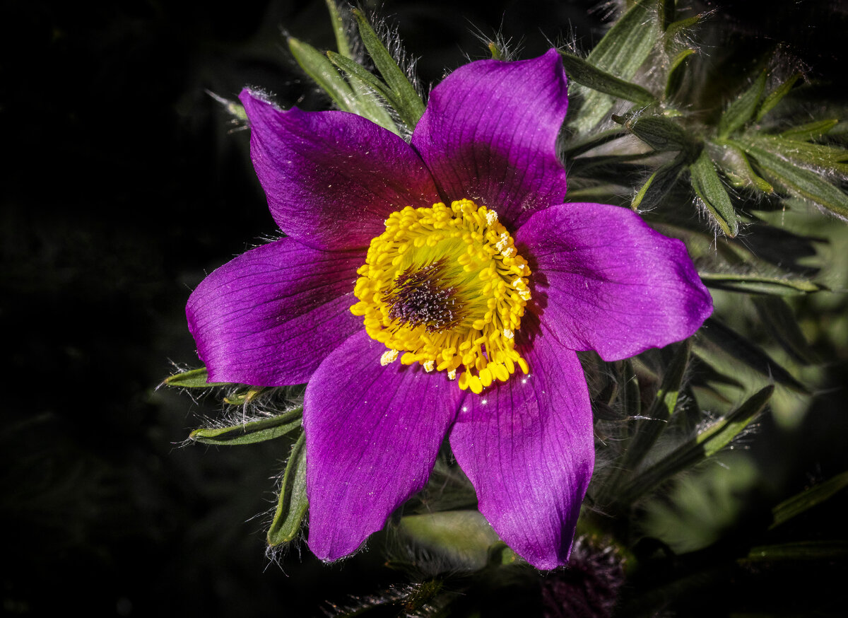 Purple Pasque Flower | Focal World