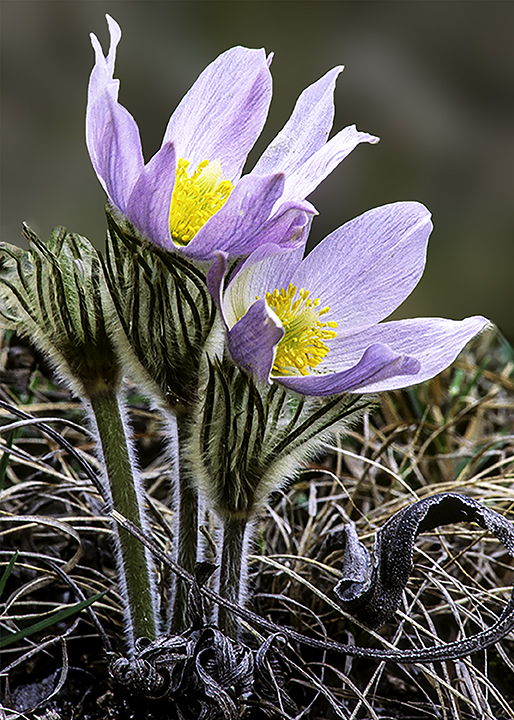 Pasque Flowers, Harlem Hills Prairie, IL-Edit.jpg