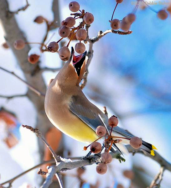 PD80-1-2-08-13CWaxwing.jpg