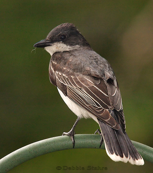 PDR-2005-6-6-0005-Kingbird.jpg