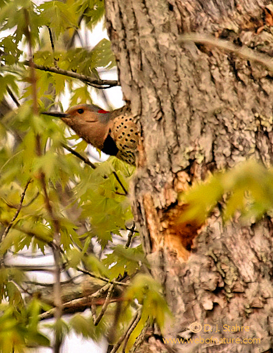 PDR5-18-05-0019-Flicker.jpg