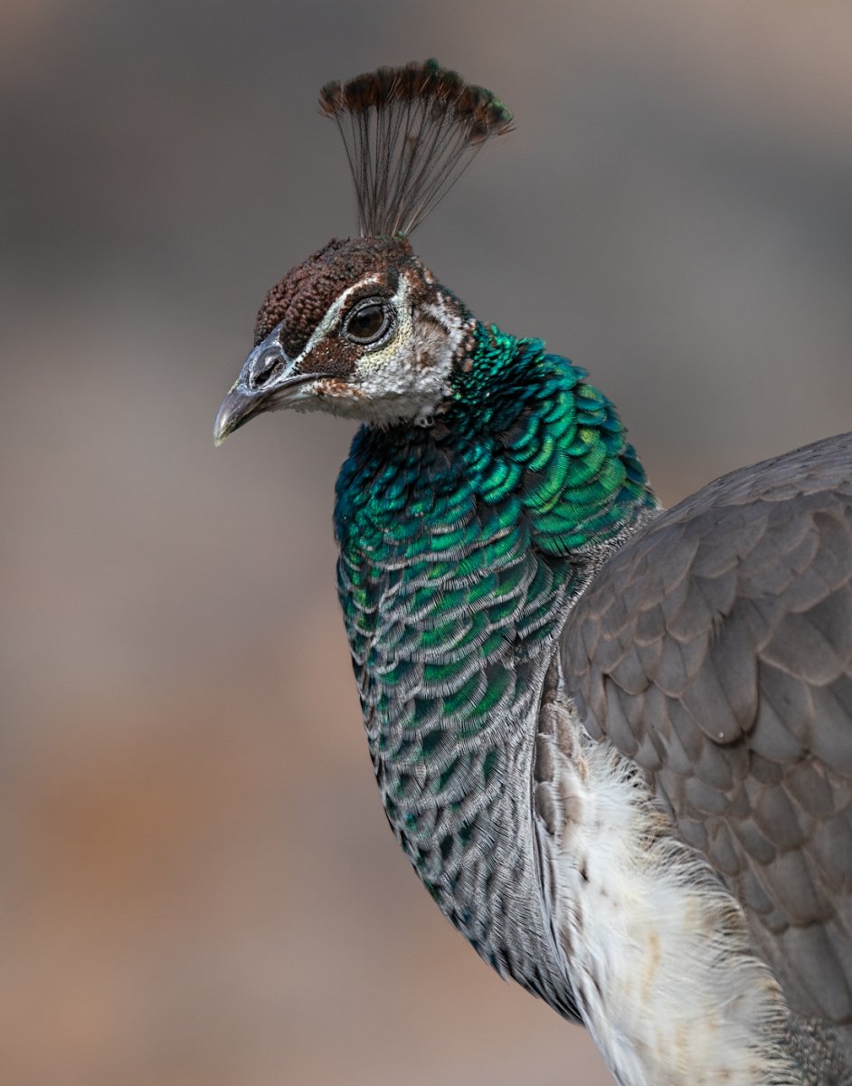 Peacock hen-5785-Edit.jpg