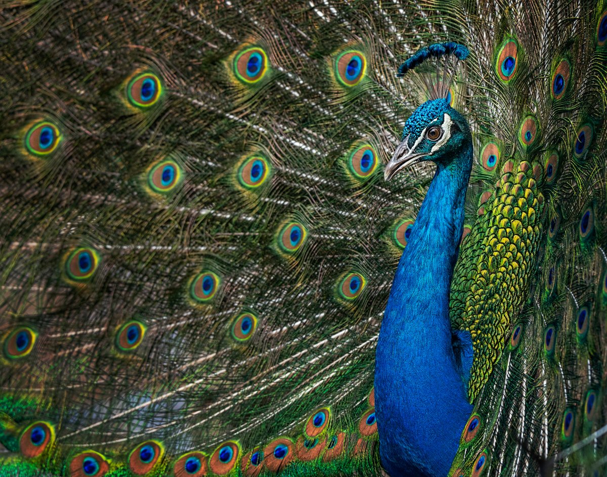 Peafowl5781-Edit.jpg