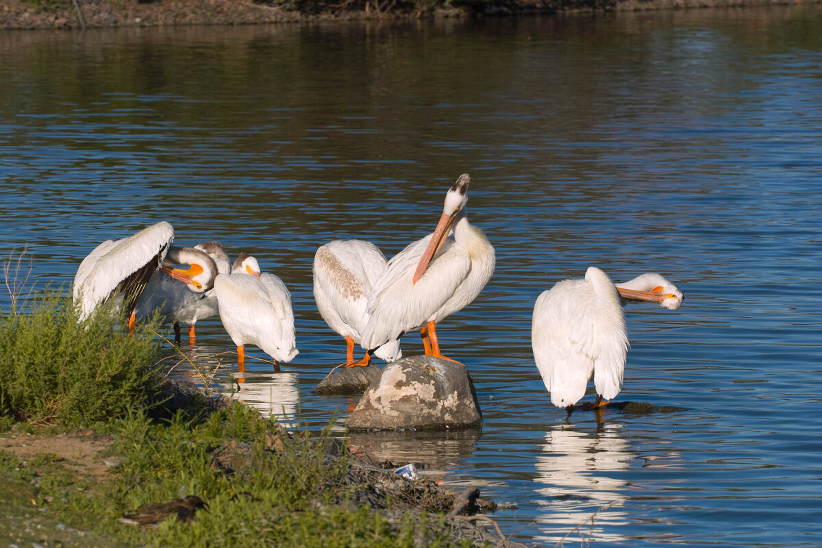 pelicans.jpg