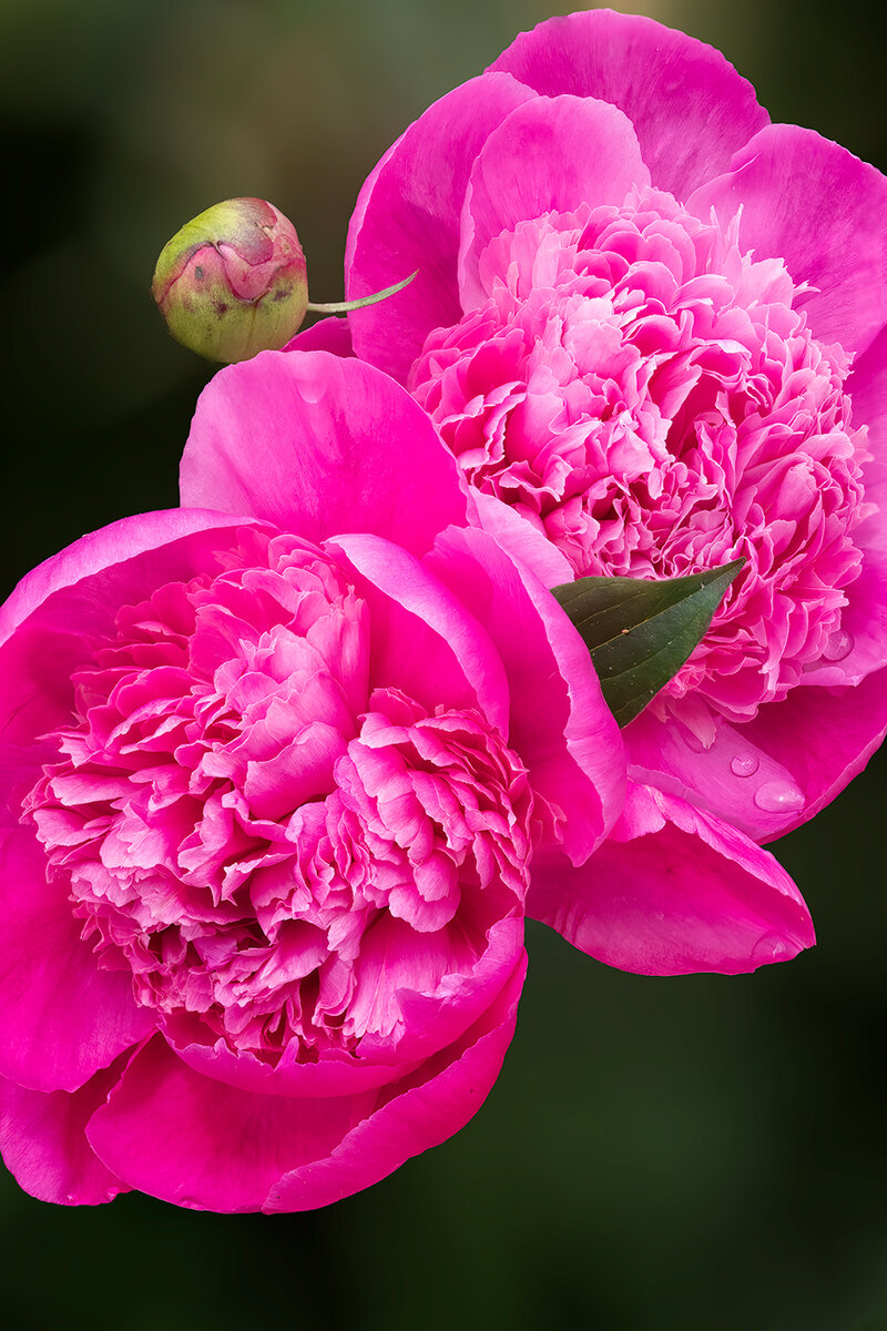 PeonyDuoBlendedNoiseSharpBlurNik.jpg