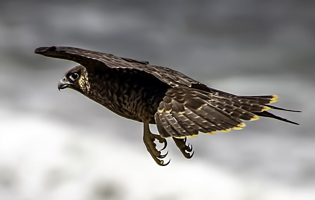 Peregrine Falcon iin flight.jpg