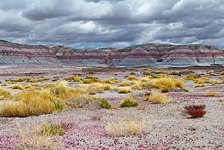 Petrified wood landscape II.jpg