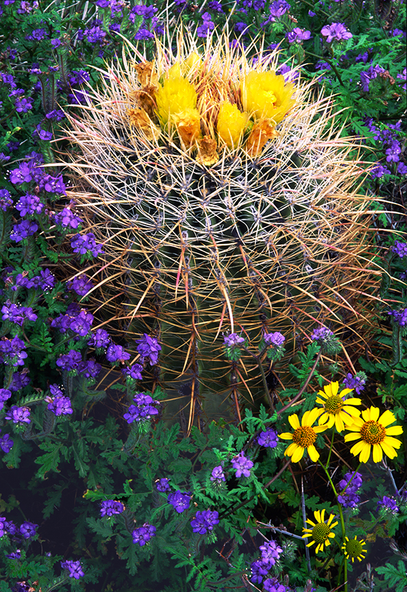 Phacelia and barrel cactus.jpg