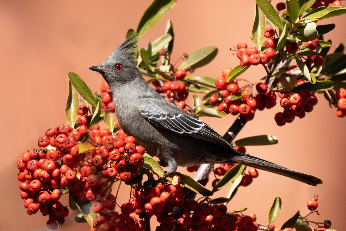 Phainopepla--1229-Edit-Edit.jpg