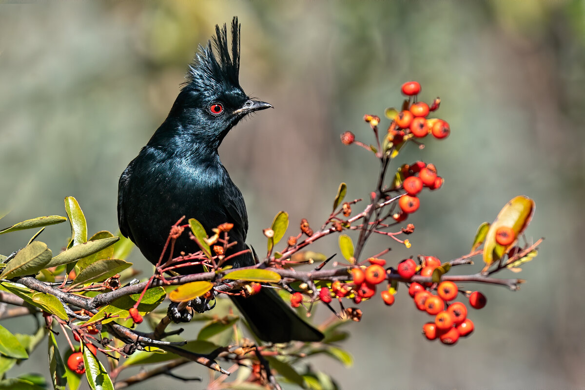 Phainopepla-9036-Edit.jpg