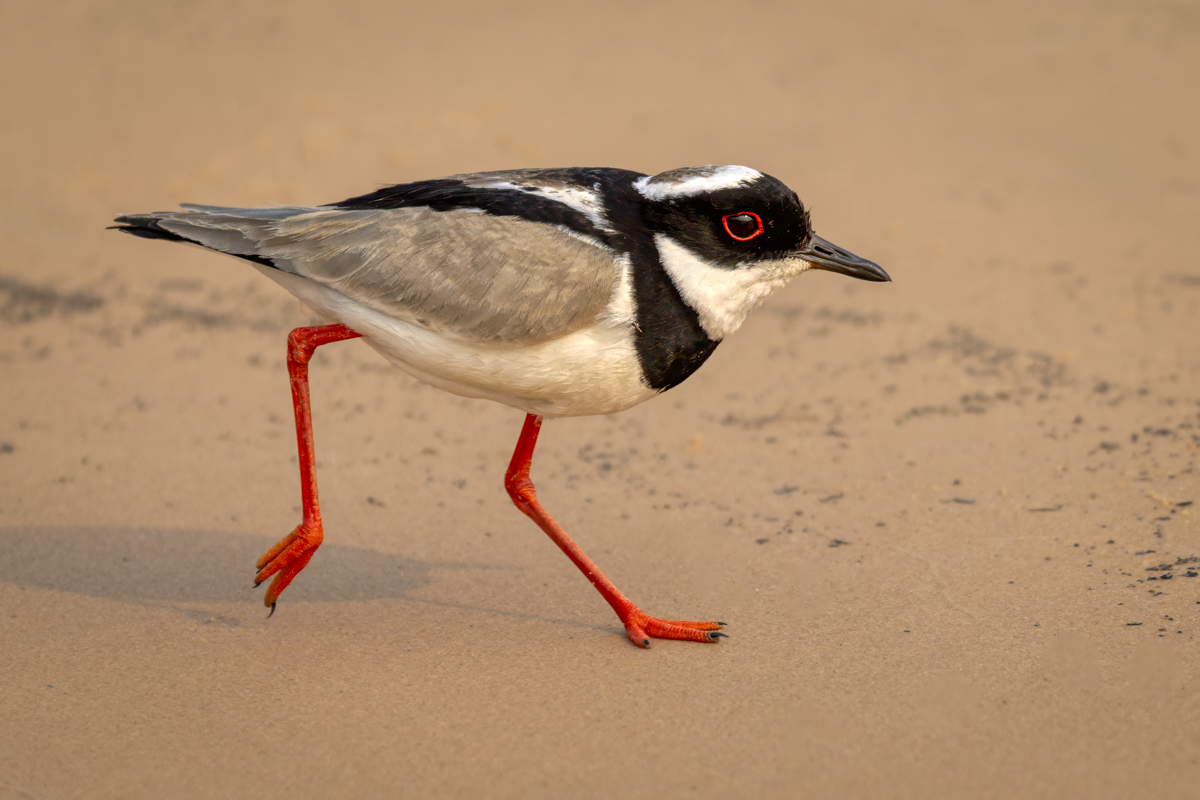 Pied Plover-03340-Edit.jpg