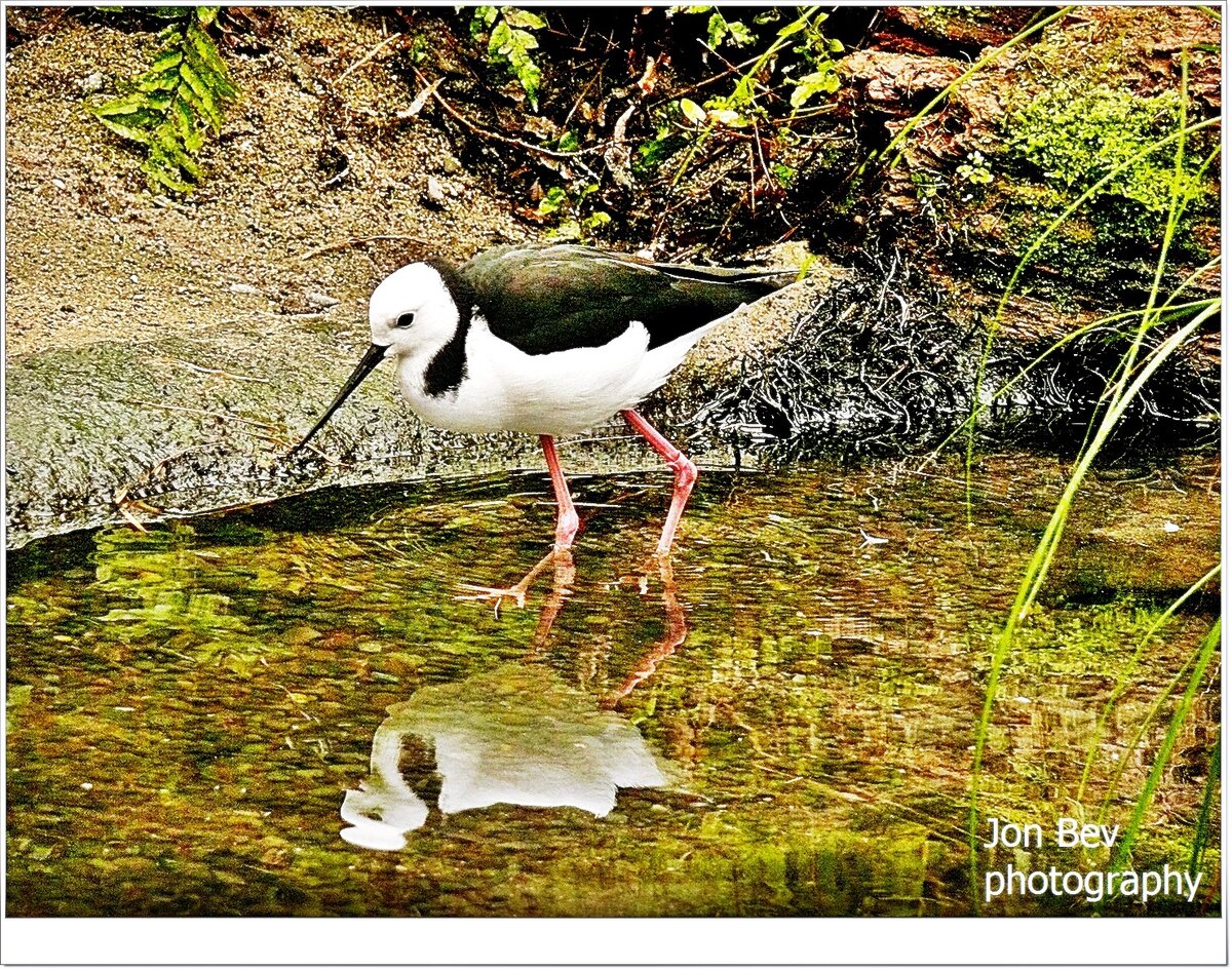 pied stilt 2.JPG
