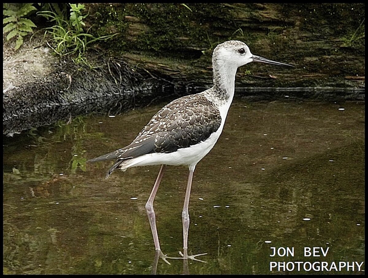pied stilt_copy-2.JPG