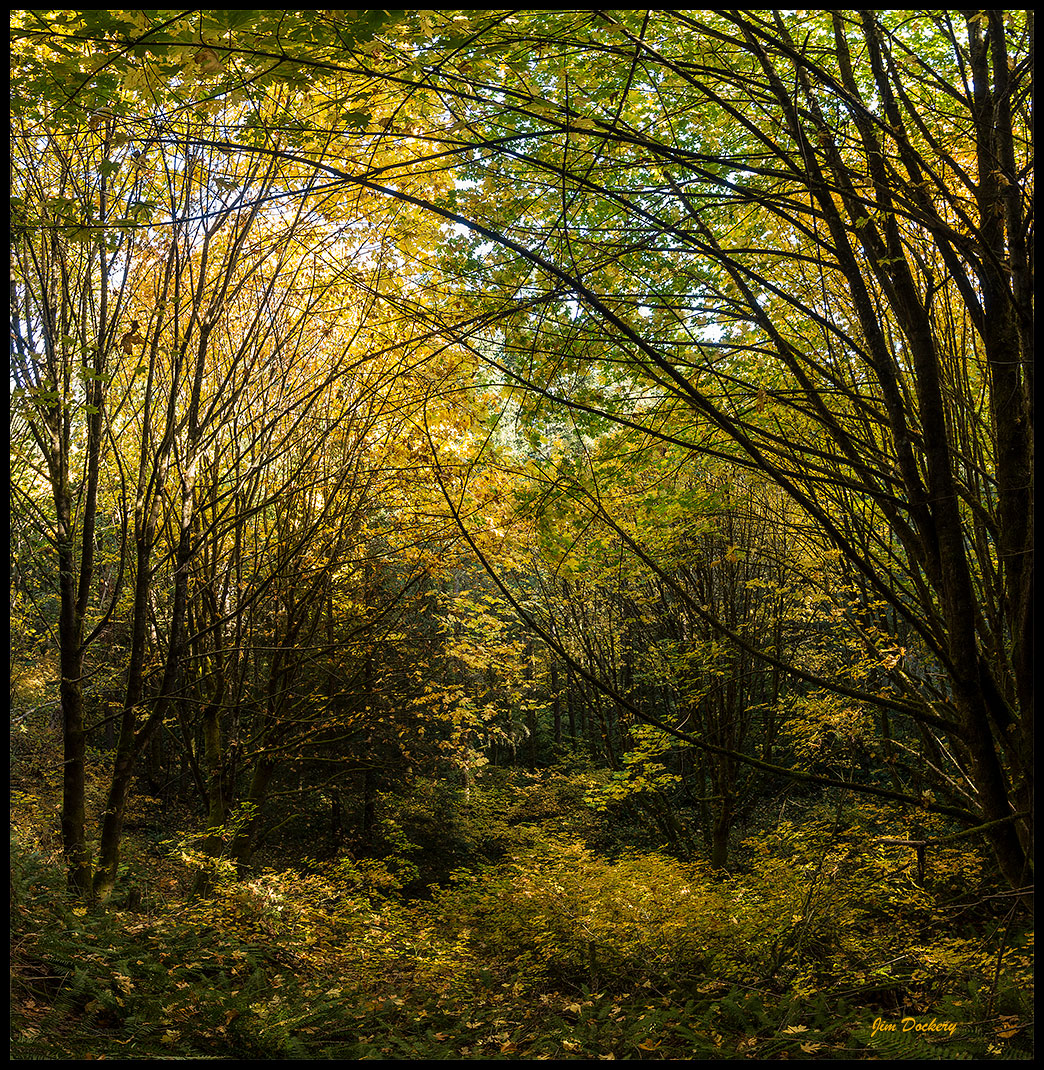 Pilchuck-Tree-Farm-(212)-Pano.jpg